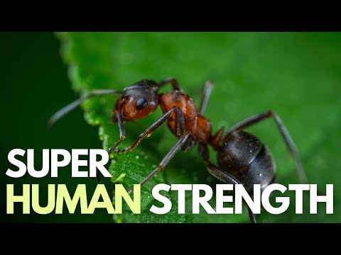 Video: Mieren Zijn Sociale Insecten