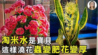 淘米水澆花盆裡都是蟲？教你2個妙招，讓蟲變成肥，讓花開更旺！|花花世界