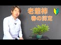 老爺柿 の剪定 [盆栽・初心者]