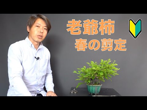 盆栽柿の作り方|姫柿の小さくする方法をプロが教える