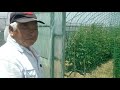 これが噂のぜいたくトマト!!　めちゃくちゃ美味しいです!!奈良県橿原市、森川和則さん
