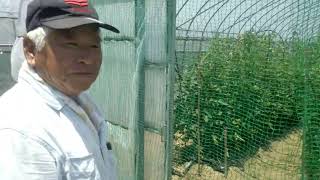 これが噂のぜいたくトマト!!　めちゃくちゃ美味しいです!!奈良県橿原市、森川和則さん