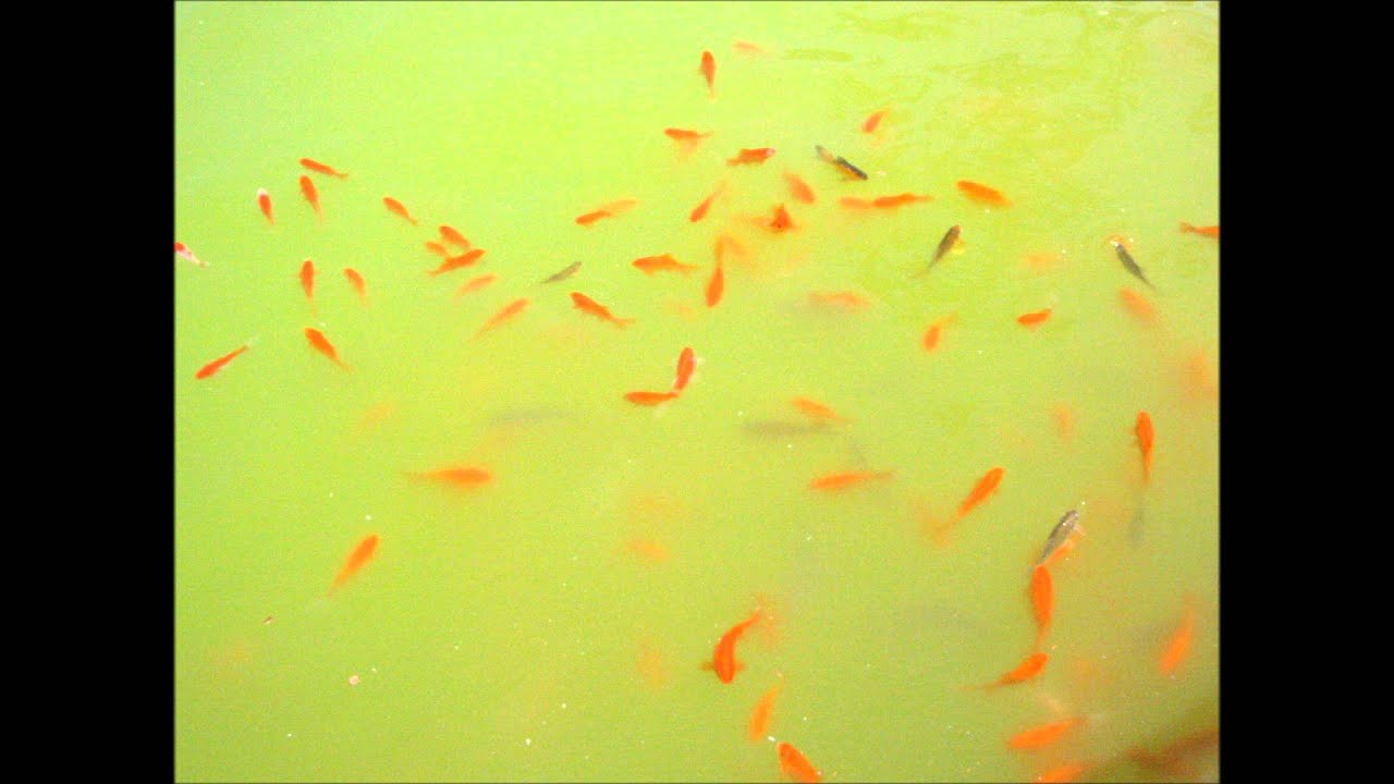 Raise Your Hand (Sky High 2006) - Barefootim