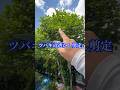 ツバキの大透かしと中透かしで剪定#庭師のVlog #一級造園技能士