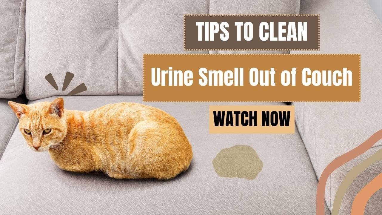 How to Get Urine Smell Out of Couch After it has Dried| Your Couch's ...