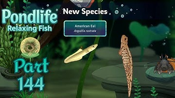 🐟 Pondlife - Relaxing Fish Game Walkthrough Part 144 | Mobile Gameplay (Android/iOS)