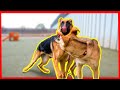 REACTIVE GERMAN SHEPHERD THROWN INTO A PACK OF DOGS! (CRAZY TURNOUT!)