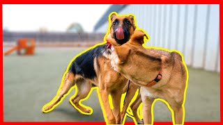 REACTIVE GERMAN SHEPHERD THROWN INTO A PACK OF DOGS! (CRAZY TURNOUT!)