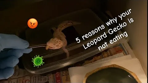 5 Reasons your Leopard Gecko is not eating