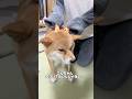 手が小さくて困る柴犬がかわいすぎるww #柴犬 #shorts