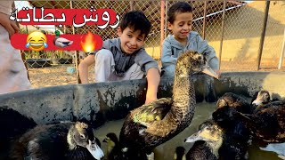 مقرن روش البط 🦆 الصغير والكبير 🔥😂