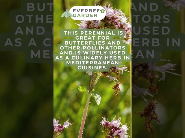 CHELSEA SPECIAL - Company Focus - Kent Wildflower Seeds - WILD MARJORAM | EVERBEE GARDEN class=