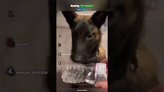 Ranking the funniest pet fail moments 😂 #edit #shorts