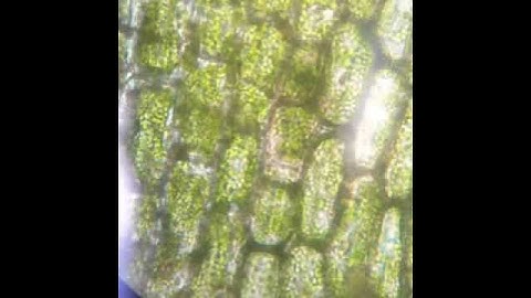 Plasmolysis of Elodea Cells