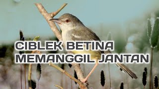 ciblek betina memanggil jantan dan pikat