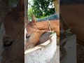 A Calm Moment Horse Snake Shorts Ytshorts Snacks Wildlife Viralshorts A Calm Moment Horse Snake Shorts Ytshorts Snacks Wildlife Viralshorts