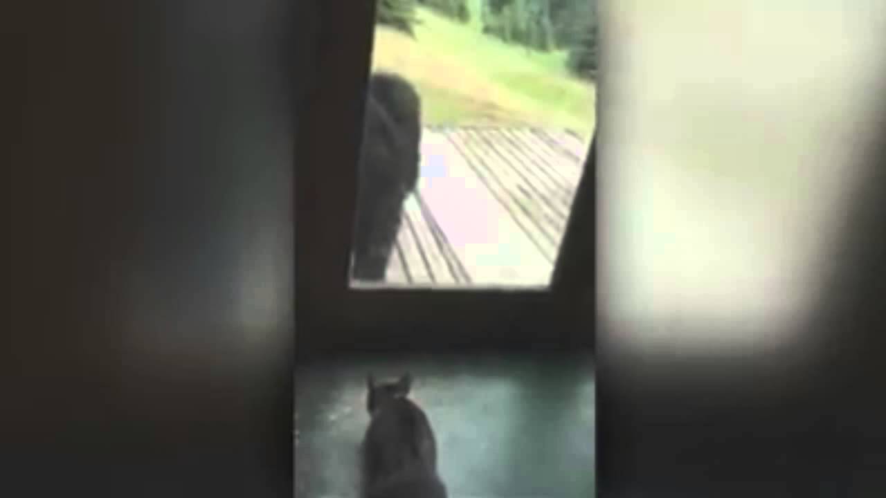 Scaredy Bear, Cat Scares Bear Away YouTube