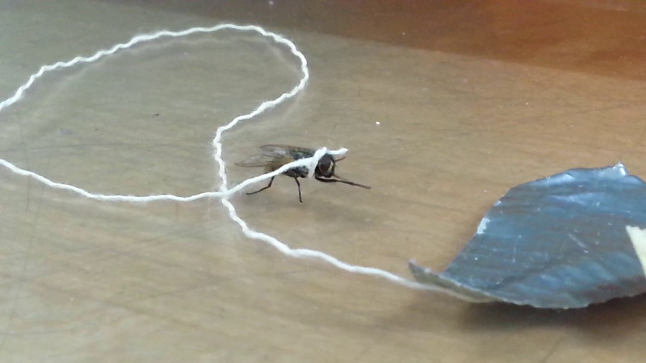 Fly on a leash YouTube