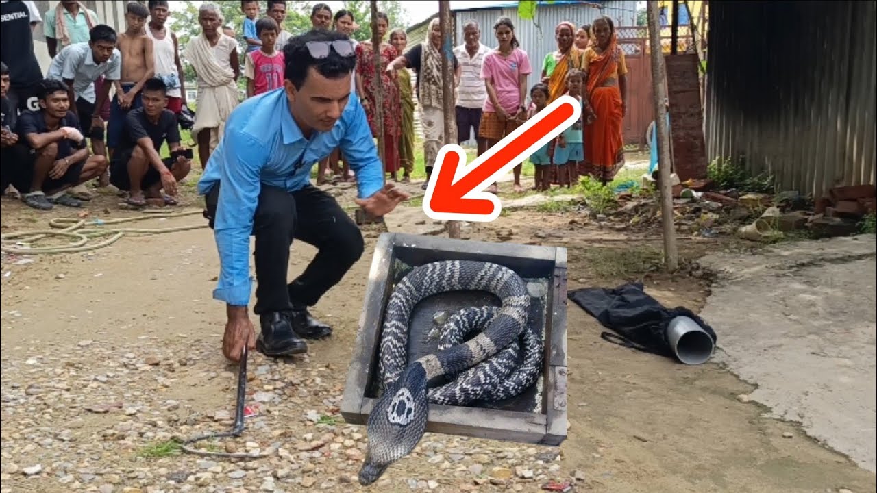🐍 😱 नेपाल मा पहिलो चोटि भेटियो मुख बाट बिस फालने साप 😱 Monocled cobra snake rescue in Nepal