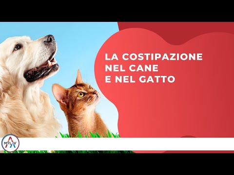 Video: Costipazione Nei Cani