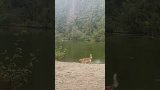 A Little Scare, Then Pure Peace✨#shorts #nature #cuteanimals #lakeview #peaceful #birds