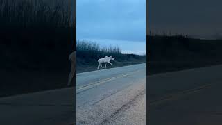 Rare White Moose Spotted in Alberta by Storyful Viral 1,653 views 1 day ago 1 minute, 31 seconds