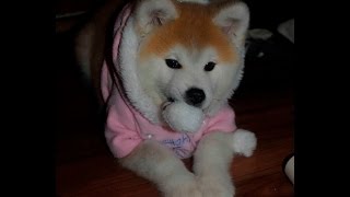 Акита-ину щенок играется/Akita-inu puppie gaming Акита-ину щенок играется/Akita-inu puppie gaming