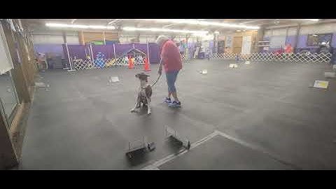 AKC RALLY INTERMEDIATE COURSE 3