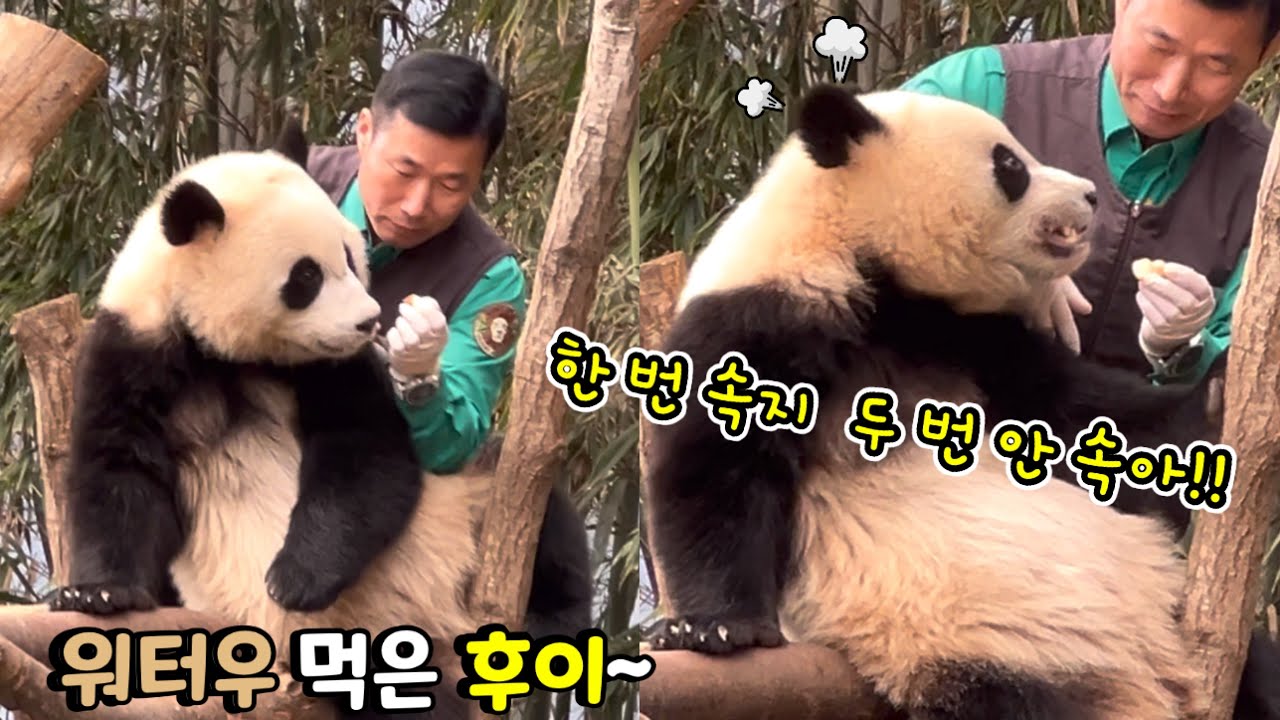 속아서 워터우 먹은 후이!!! 두 번은 안속아!!! (에버랜드 판다월드) - YouTube