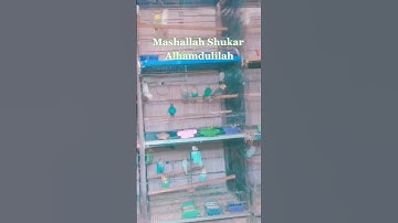 Breeder Setup View / All Birds Enjoying / #lovebirdfancier #albinoblackeye #parblueopaline #aviary