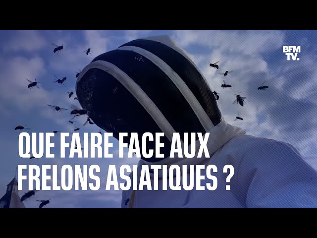 Trois conseils pour faire face aux frelons asiatiques