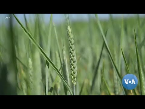 Biden Pledges Help to US Farmers to Offset Ukraine Crop Crisis.