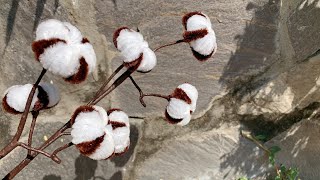 ABC TV | How To Make Cotton Flower With Pipe Cleaner - Craft Tutorial