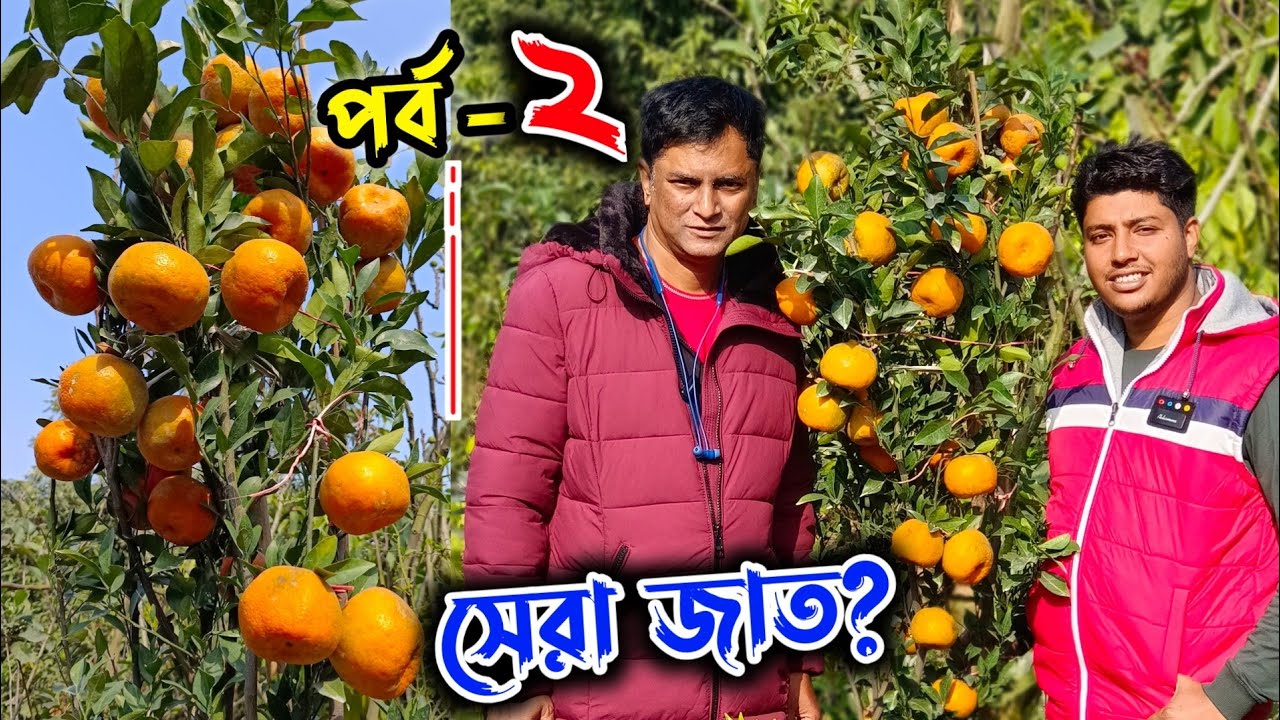 কমলালেবুর সেরা জাত কিভাবে এলো দেশে? স্বাদ মিষ্টতায় 4 বছর থেকে এক নাম্বার এ এই জাত. Pakistani Orange