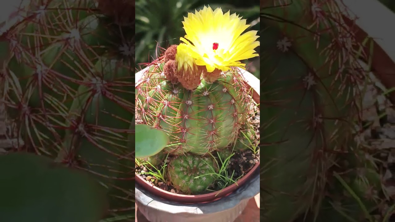 #videos#flowerphotography #cactus@kapcoastsunsetcliviaseascapes⁩  