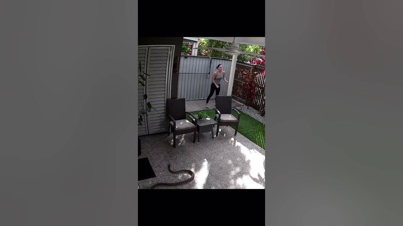 snake bite cat