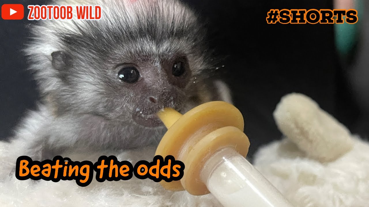 Tiny monkey preemie survives against the odds