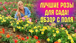 Выбираете РОЗЫ? Этот РОЛИК ДЛЯ ВАС! ШИКАРНЫЕ розы, цветущие в поле!