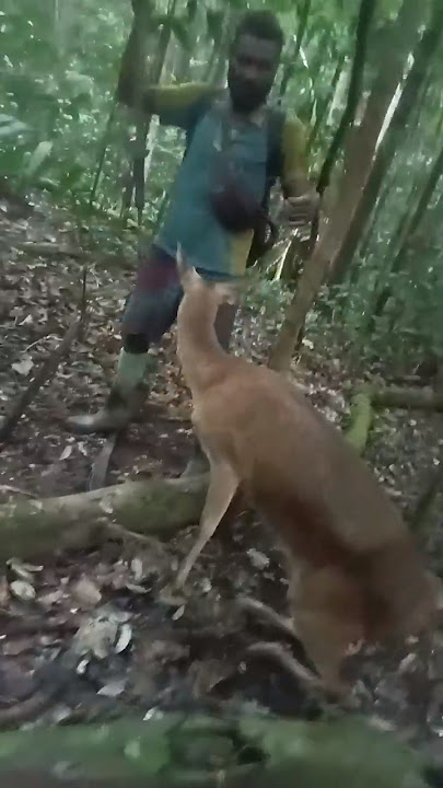 Rusa betina melahirkan ditempat kena jerat #berburu #hutan #pemburu #rusa #babi