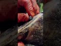 Pulling A CHUNK OF METAL From A Cow S SHOE Hooftrimming Hooftrimmer Hoofcare Satisfying