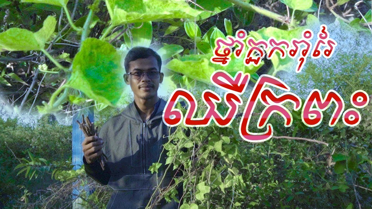 វល្លិ៍សាវម៉ាវព្រៃ សម្រាប់បងប្អូន ក្អករាំរៃ នឹង ឈឺក្រពះ​ || Advantage of    Fetid Passionflower