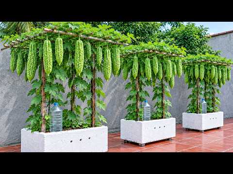 One Styrofoam Box, Tons of Bitter Melons! Easy Way to Grow Without a Garden