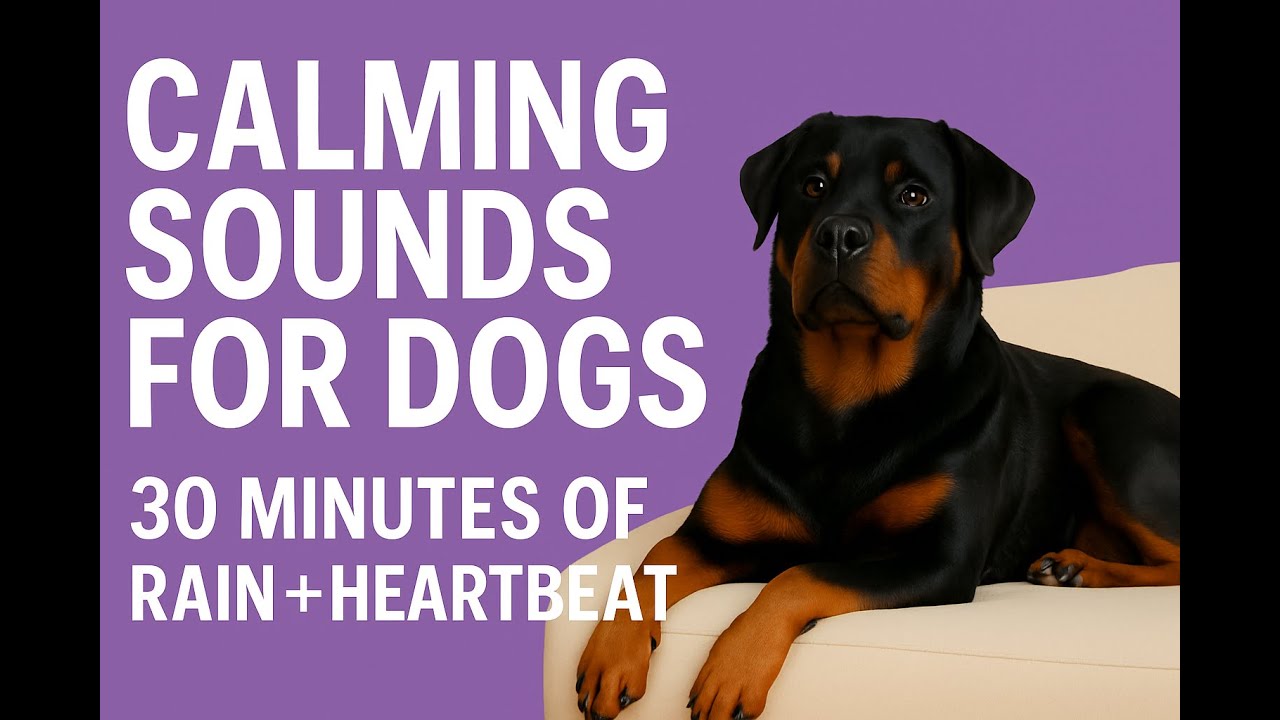 30 Min Calming Rain + Heartbeat Sound for Dogs and Puppies