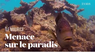 Tortues géantes, coraux, pigeons roses... Cette nature menacée par la marée noire à Maurice
