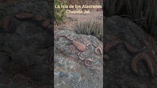La Isla de los Alacranes, Chapala Jal.