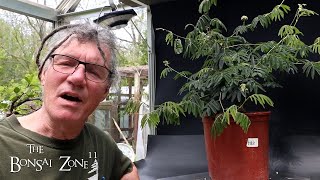 Pruning and Repotting My Powderpuff, The Bonsai Zone, May 2024