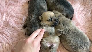 Sleepy two week old puppies by K&MPawTails 141 views 2 years ago 3 minutes, 39 seconds