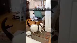 Funny Cats 😹 Episode 521 #Shorts