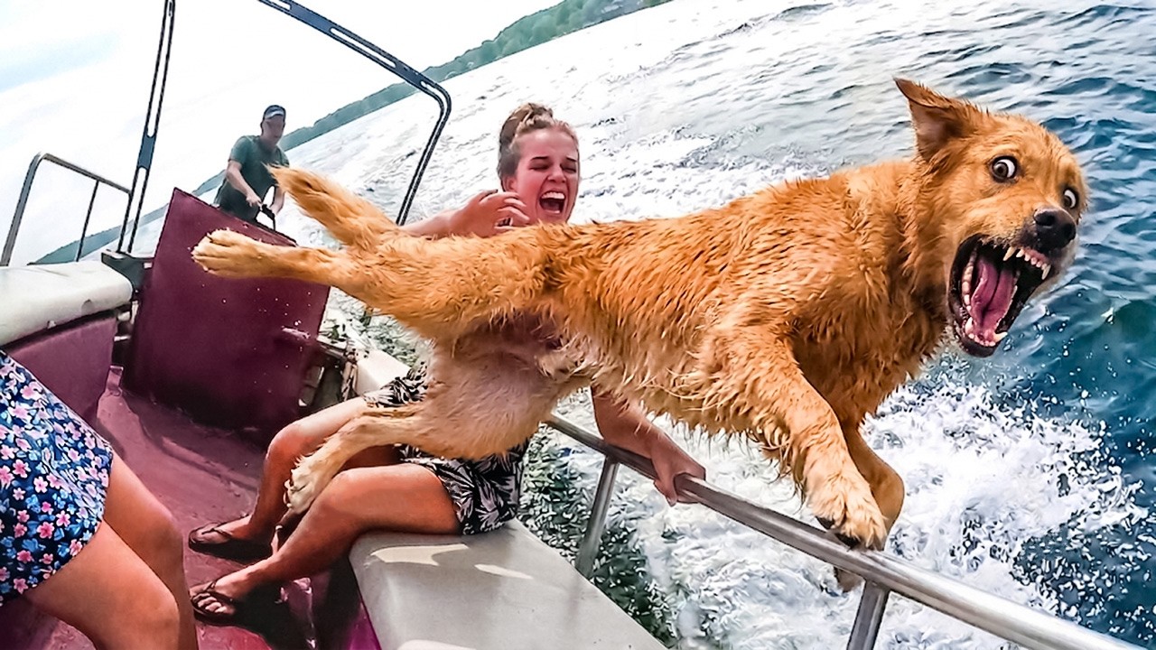 Animals vs. Water 😂 Hilarious Animal Moments 2026 – Video
