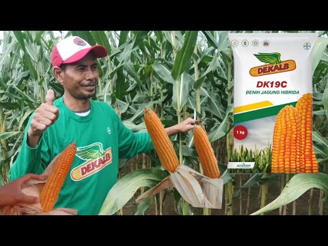 Dk 19 c cantik tongkol besar dan pajang,